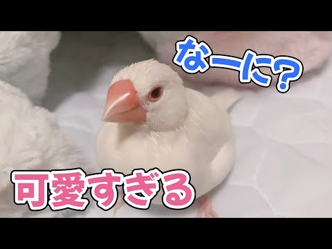 【白文鳥】名前を呼ぶと来てくれる文鳥が可愛すぎる　すず【Java sparrow】
