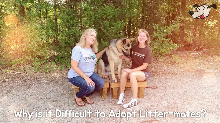 Why is it Difficult to Adopt Litter-mates?