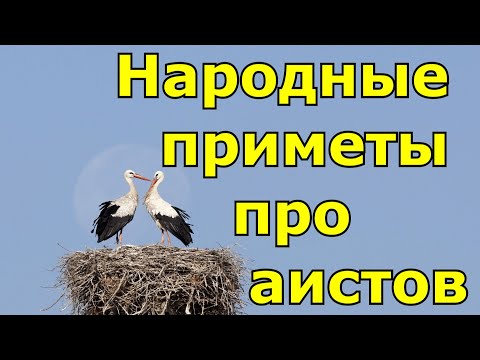 Народные приметы про аистов.