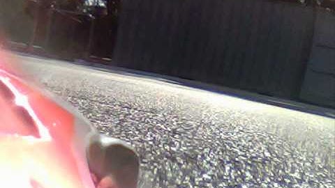 Video 2  Rex Terrier