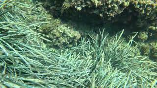 Morena para el blog (Muraena helena) - Peces de Mallorca