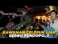 GAWATTTT..!! PENDOPO DI SERBU KAWANAN BURUNG HANTU LIAR..!!