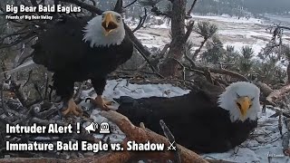 Big Bear🦅Intruder Alert!📣🚨Immature Bald Eagle Vs. Shadow⚔2022-03-05