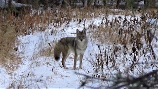 Tales of a Trapline Ep. 2 - Deer Hunting & Marten Trapping