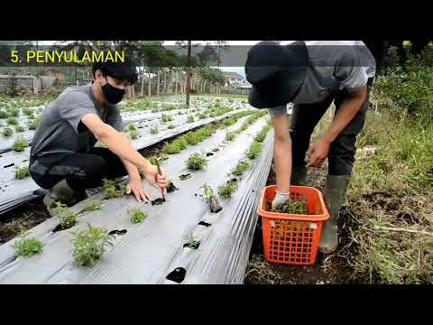 Video: Penanaman Tanaman Stevia - Pelajari Cara Menggunakan Tanaman Stevia Di Kebun