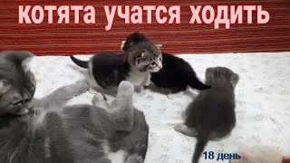 НАШИ КОТЯТА РАСТУТ.