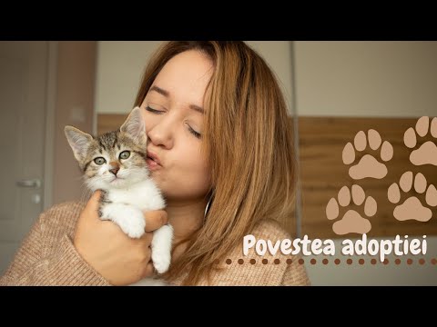 Video: Șapte Mari Motive Pentru A Adopta O Pisică Senioră