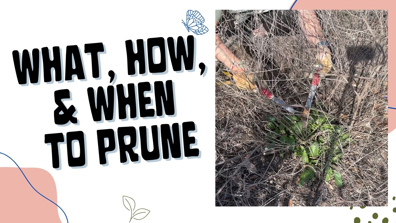 When to prune: Winter Garden Pruning in Tips
