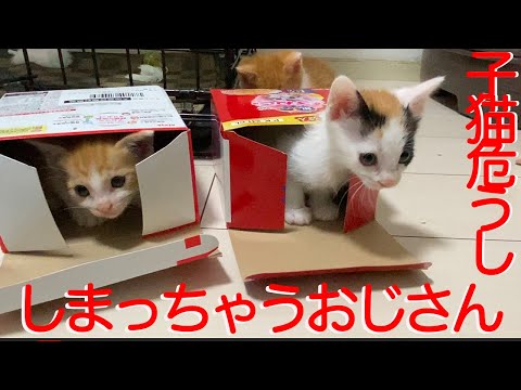 お嬢様子猫姉妹、しまっちゃうおじさんにしまわれる