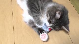 おもちゃにすぐ飽きる猫 ノルウェージャンフォレストキャット Cat,Soon get bored with toys.Norwegian Forest Cat.