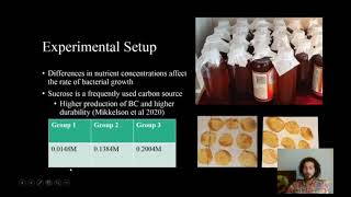 Kombucha Leather Durability: Sugar Concentration's Effect on Bacterial Cellulose