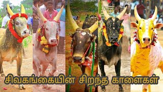 Top Sivaganga Bulls || சிவகங்கை மாவட்டத்தின் சிறந்த மஞ்சுவிரட்டு காளைகள் ஒரு பார்வை ||பார்ட் - 2