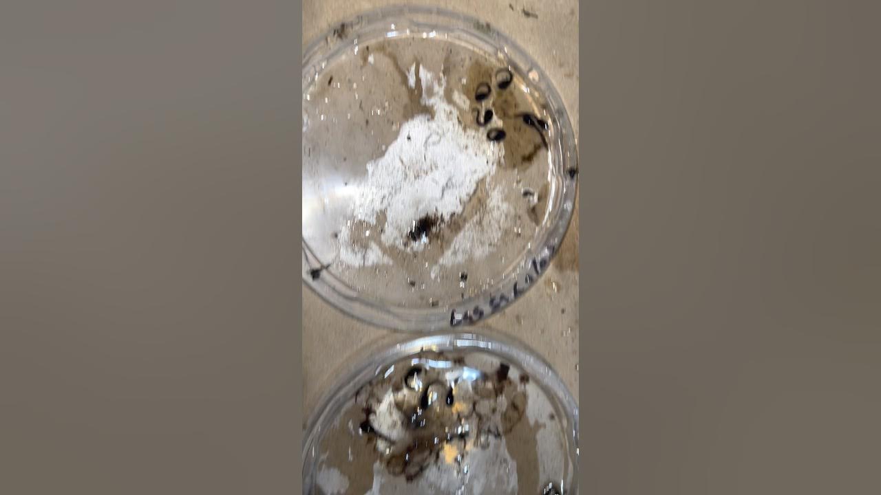 Pulling Dart Frog Eggs and Setting Up Newly Hatched Tadpoles with