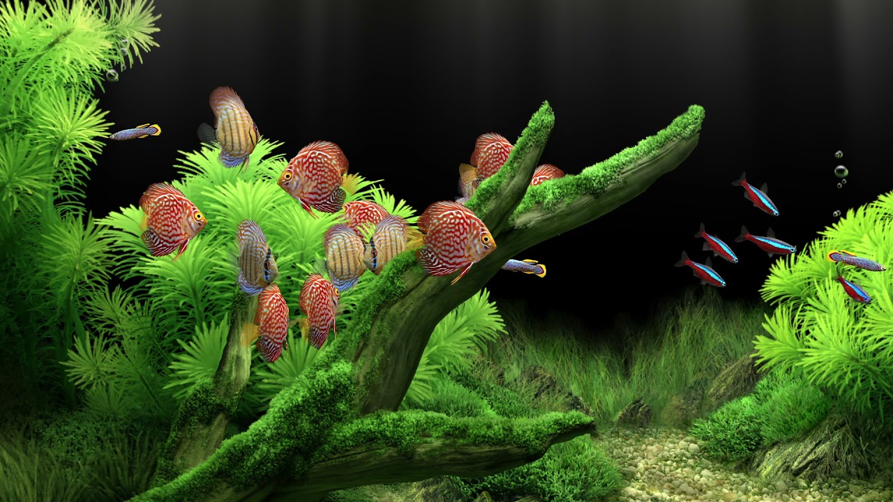 Red Tiger Discus, Jewel Cichlid, Dalmatian Molly & Cardinal Tetra. Fish Tank. Real Water Sounds🐟🐠❤️👍