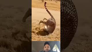 Cheetah Tried To Hunt Deer But Fail Animal Attack Video