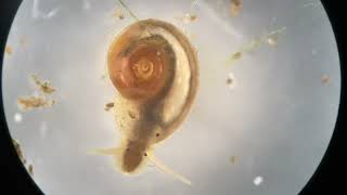 Witte schijfhoren (Gyraulus albus) (White Ramshorn Snail)