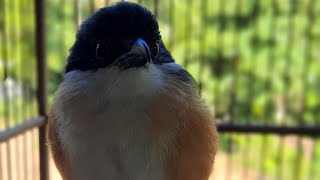 Suara Burung Cendet 30 Detik