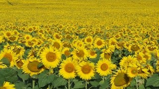 Tournesol : planter et cultiver – PagesJaunes