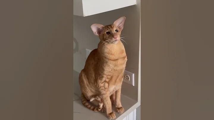 Video 5886581: oriental shorthair cat, oriental cat talking