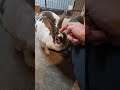 Tant mieux pour Bonnie! #bun #bunny #rabbit #Bonnie #TheBunNest #Shorts