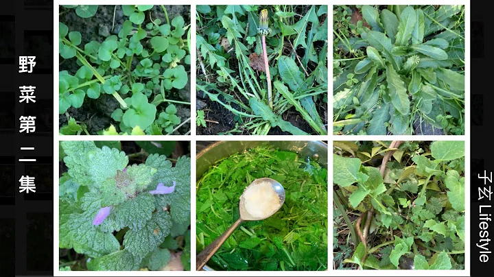 野菜（第二集）碎米荠/蒲公英/猫耳菊/圆齿野芝麻/苦苣菜属/Wild vegetables/野外生存/子玄 Lifestyle - 天天要闻