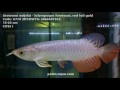Arowana red tail gold  scleropages formosus  in stock petraaqua  summer 2017