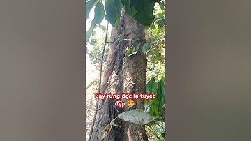 CÂY RỪNG ĐỘC LẠ TUYỆT ĐẸP TRÊN TÂY NGUYÊN HÙNG VĨ.