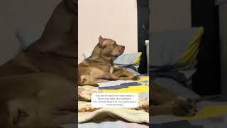 Просто царь 🤪 #семейныйканал #догблог #юмор #топ #тренды #рекомендации