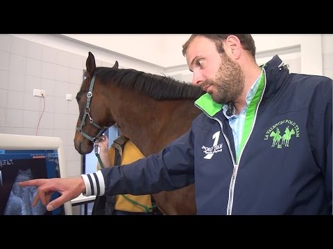 Video: Diagnose Und Behandlung Von Herzerkrankungen Bei Pferden