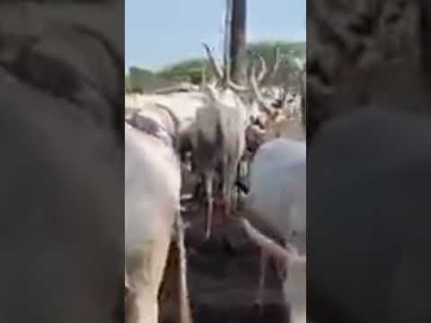 Wonders Never End Meet A Man Talking To A Bull South Sudan Dinka Herder
