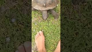 Tortoise wants my toes!  #youtubeshort #florida #wildlife