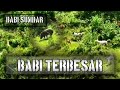 BURU BABI DI SUMBAR       KETEMU || BABI TERBESAR ||