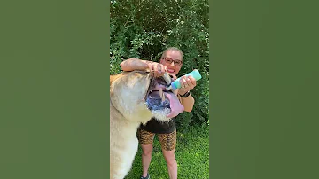 Liger With The Biggest Teeth 