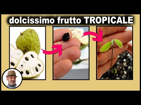 Video: Cos'è la guava alla fragola - Scopri come coltivare un albero di guava alla fragola