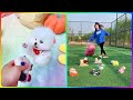 Tik Tok Chó Phốc Sóc Mini 😍 Funny and Cute Pomeranian #489