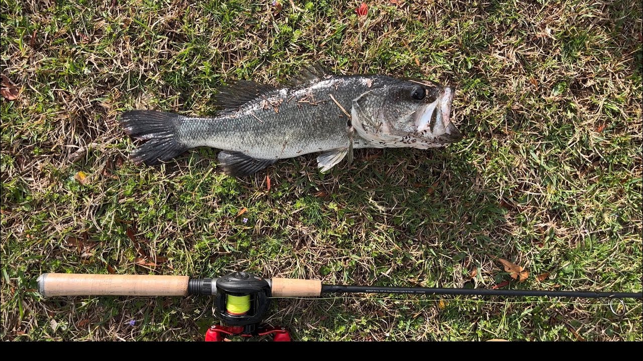 SKINNEST BASS EVER?! (Relaxing Largemouth Bass Fishing)