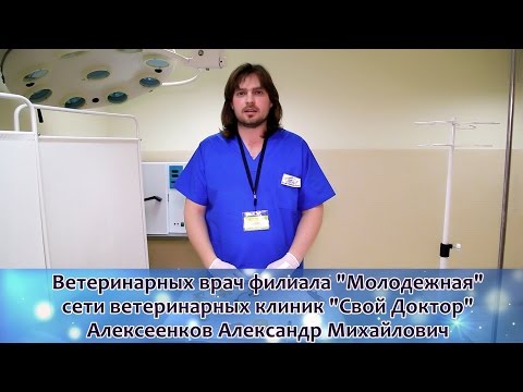 Видео: Отсутствие контроля кишечника у собак