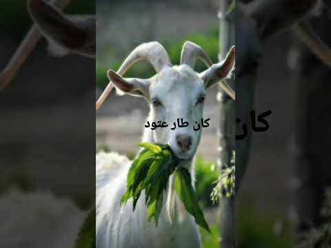 قصه مثل سوداني شهير كان طار عتود
