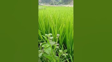 Unreal Forest Escape - Relaxation Movie with Deep Meditation Music in 4K