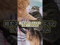 ネッコの動画見てニヤけたら負けｗｗｗ　#2ch #2ch動物スレ #動物 #犬 #猫 #shorts