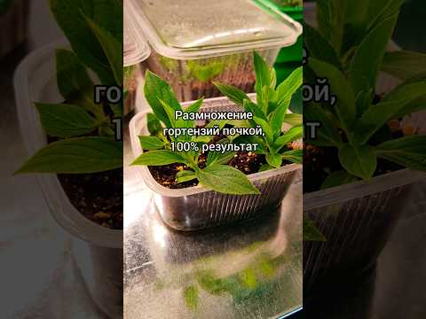 Размножение гортензий почкой,