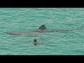 MEGA-SHARKS FILMED BY TOURISTS