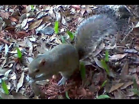 my-longest-squirrel-video-from-blink-xt-wireless-outdoor-security-camera
