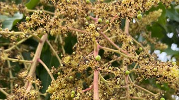 Xoài cát Hoà Lộc đậu trái nhờ tưới nước.