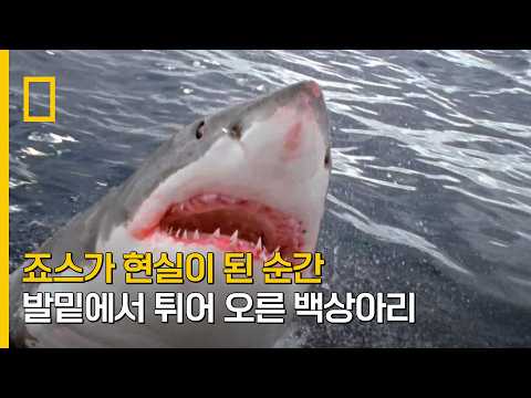 죠스가 현실이 된 순간 발밑에서 튀어 오른 <strong>백상아리</strong>