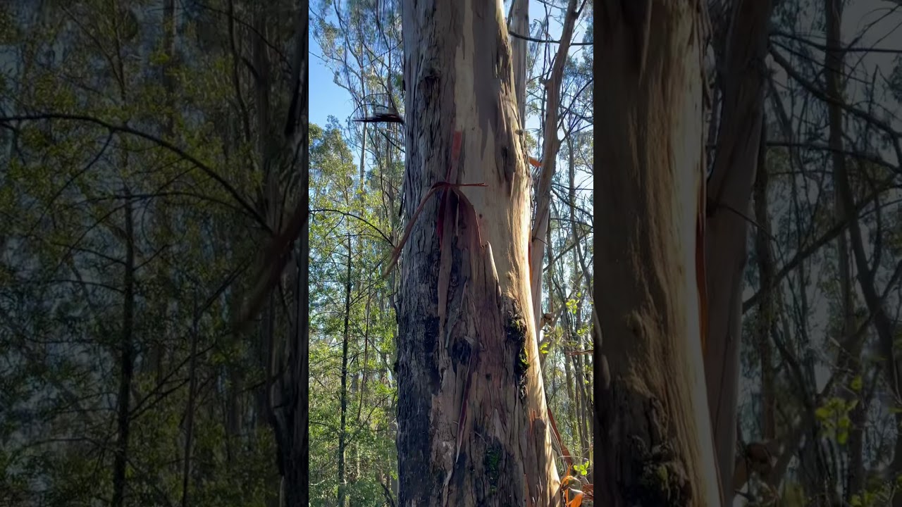 Eucalyptus Tree Bark Peels Off Naturally