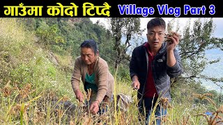 गाउँमा कोदो टिप्दै म,आमालाई काम सघाउनुको मज्जै बेग्लै || Biswa Limbu Vlogs || Village Vlog Part 3ll