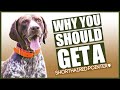 GERMAN SHORTHAIRED POINTER! 5 reasons Why YOU SHOULD GET A German Shorthaired Pointer!