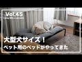 Vlog【ラブラドールとの暮らし】コット型のペット用ベッドを組み立てる！