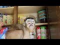 Baby Monkey Raids the Snack Cabinet! (TASTY TREATS)